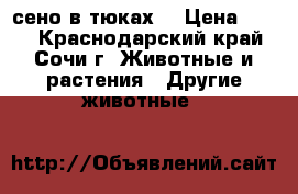 сено в тюках  › Цена ­ 250 - Краснодарский край, Сочи г. Животные и растения » Другие животные   